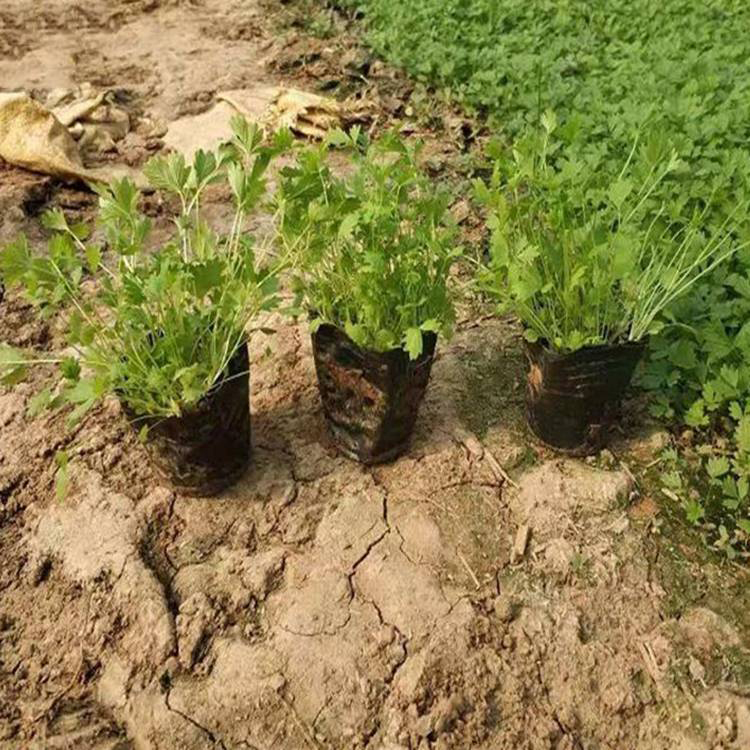批发供应委陵菜 三叶委陵菜基地供应 夏杰花卉 基地常年批发