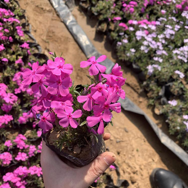 多年生耐寒花卉福禄考 批发供应丛生福禄考 夏杰花卉 基地种植