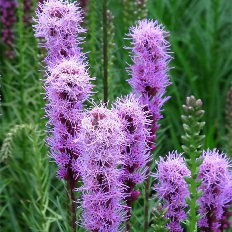 工程绿化蛇鞭菊 基地批发蛇鞭菊 夏杰花卉 基地种植
