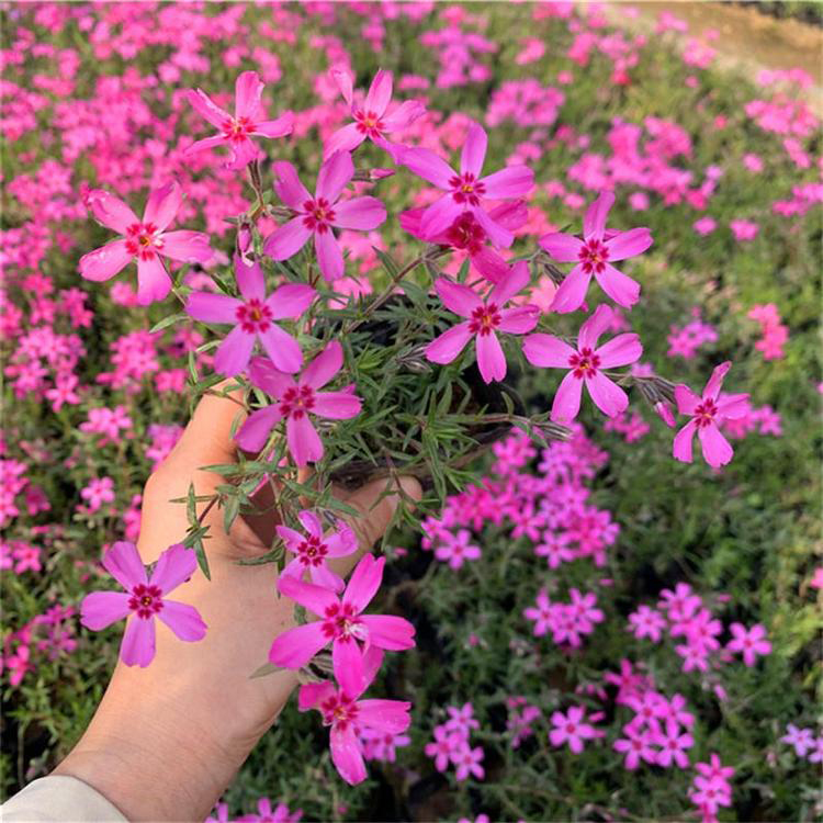 铺地花海丛生福禄考 青州出售丛生福禄考 夏杰花卉 绿化花木
