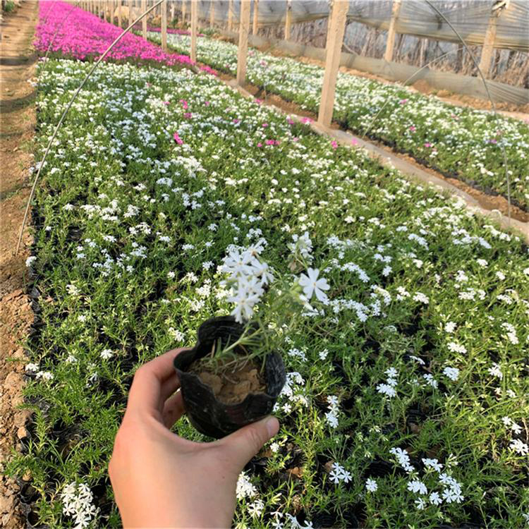 不怕冻的草花丛生福禄考 基地批发丛生福禄考 夏杰花卉 基地常年批发