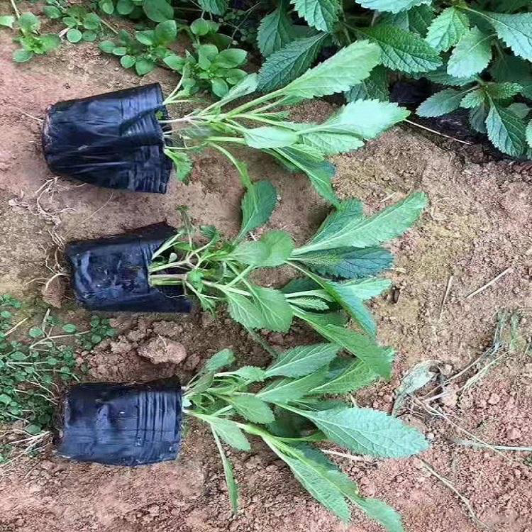 小区草坪柳叶马鞭草 苗圃供应马鞭草 夏杰花卉 无中间商