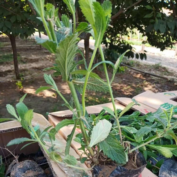 花海景观工程用马鞭苗 批发盆栽马鞭草 夏杰花卉 绿化花木