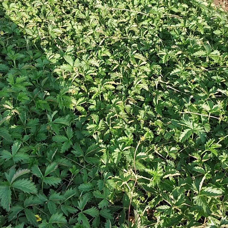 委陵菜青州基地 大量供应委陵菜 夏杰花卉 货到付款