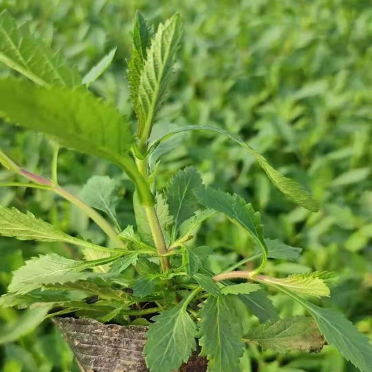 紫色花卉马鞭草苗价格 花海景观马鞭草 夏杰花卉 基地种植