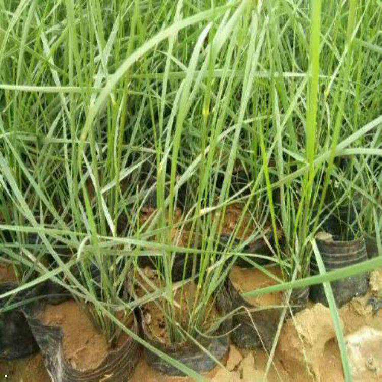 各规格粉黛乱子草 花海景观用草粉黛乱子草 夏杰花卉 基地常年批发