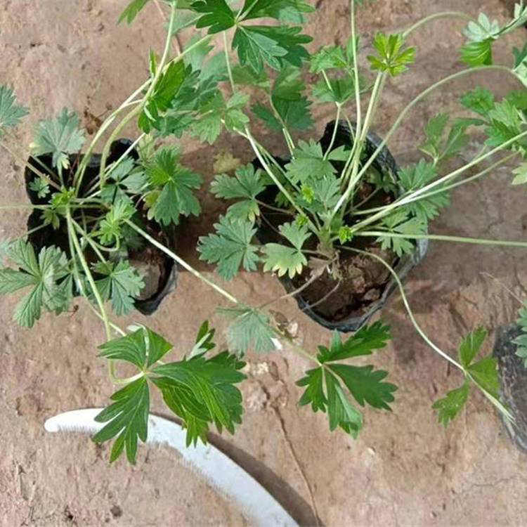 园林景观委陵菜 绿化工程花卉委陵菜 夏杰花卉 基地种植