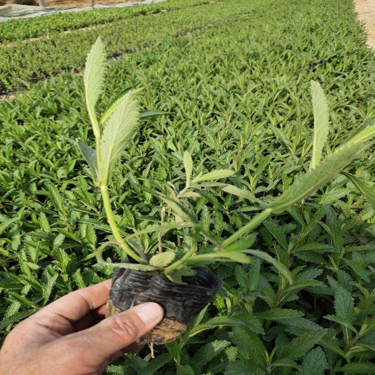 绿化花卉用马鞭草 批发盆栽马鞭草 夏杰花卉 大量供应