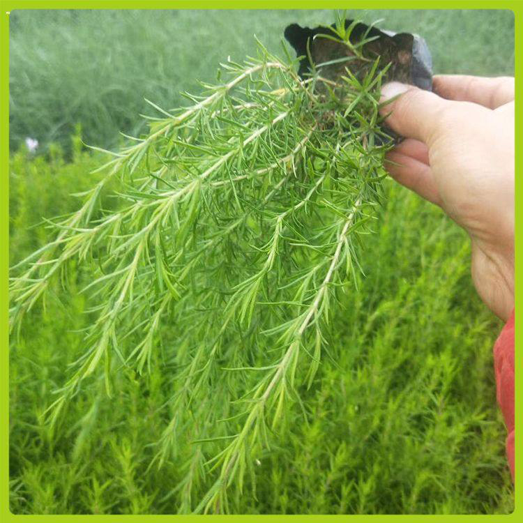 铺地花海丛生福禄考 批发盆栽丛生福禄考 夏杰花卉 基地种植