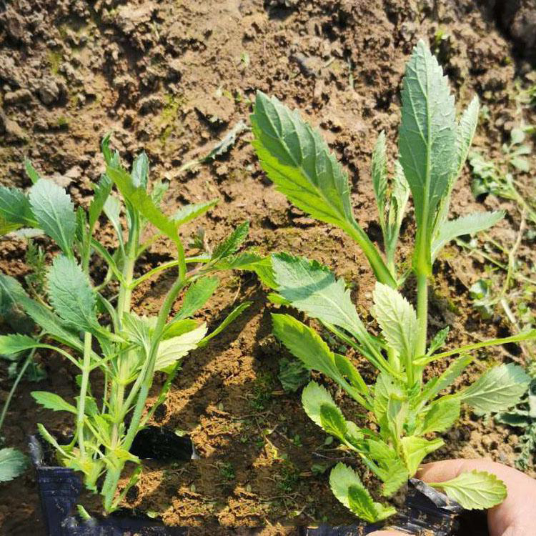 长茎抗倒伏马鞭草 盆栽柳叶马鞭草基地 夏杰花卉 定金发货