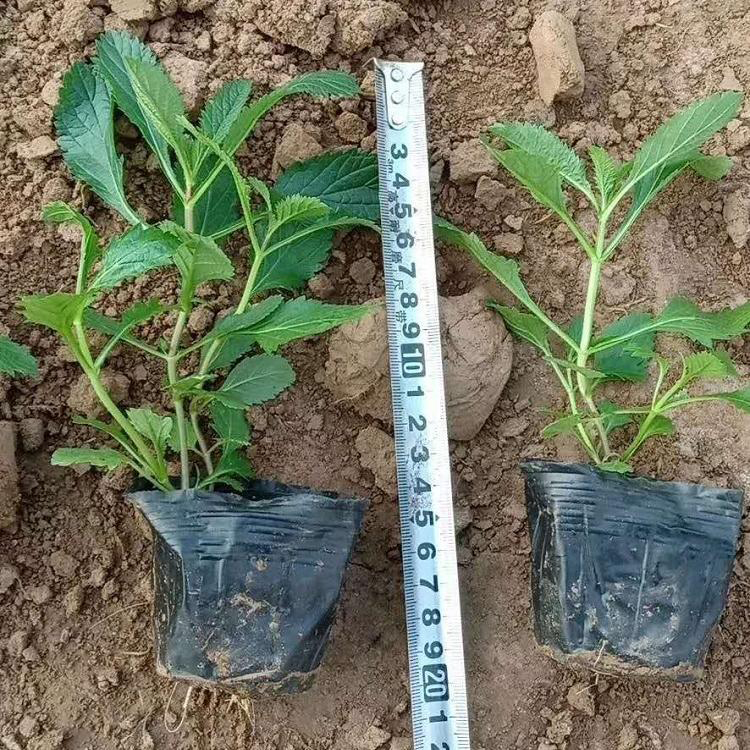 批量销售马鞭草苗 批发盆栽马鞭草 夏杰花卉 基地常年批发