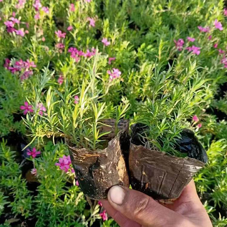 基地批发各色福禄考小苗 丛生福禄考地被植物 夏杰花卉 基地种植