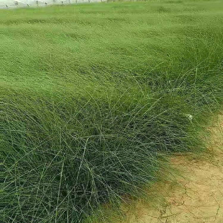 多年生暖季型粉黛乱子草 基地供应粉黛乱子草 夏杰花卉 基地种植