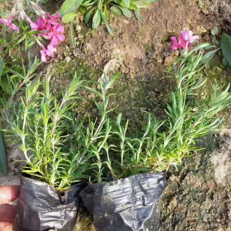 花海基地供应福禄考价格 山东丛生福禄考价格 夏杰花卉 绿化花木