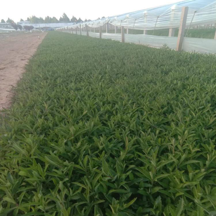 绿化花卉用马鞭草 批发盆栽马鞭草 夏杰花卉 马鞭草供货商