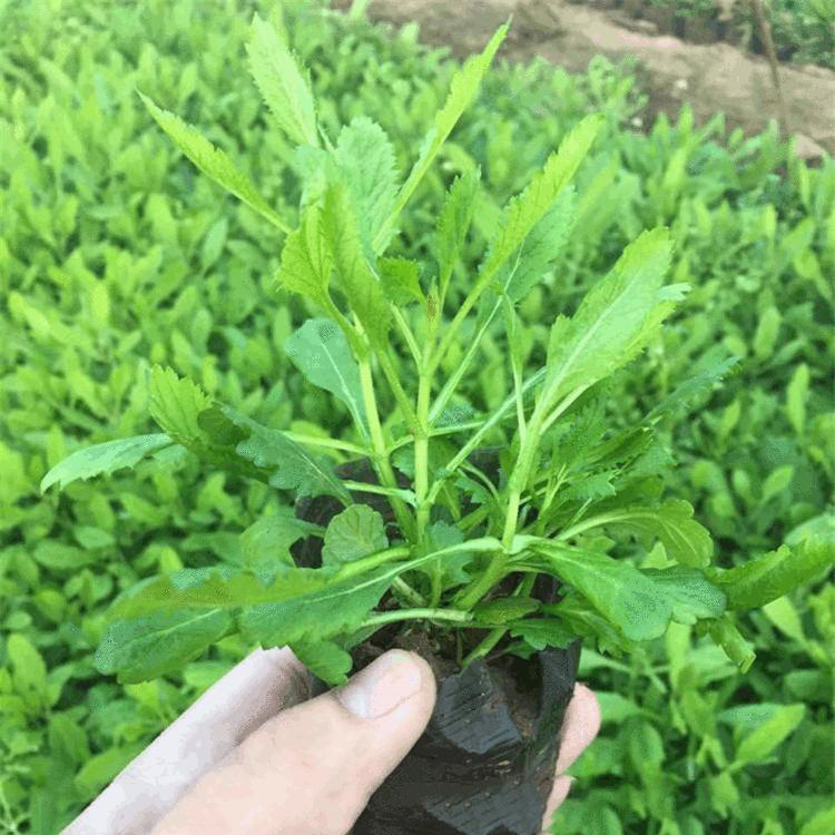 小区草坪柳叶马鞭草 绿化景观马鞭草苗 夏杰花卉 马鞭草批发商