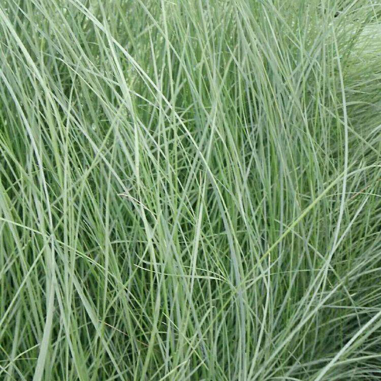粉黛乱子种植基地 抽穗多的粉黛乱子草小苗 夏杰花卉 货到付款