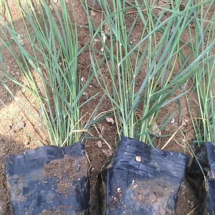 粉黛乱子种植基地 花海景观粉黛乱子草 夏杰花卉 货到付款