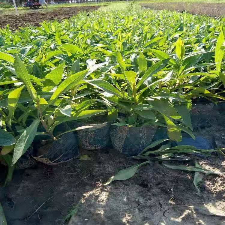 绿化花卉用马鞭草 批发供应马鞭草 夏杰花卉 货到付款