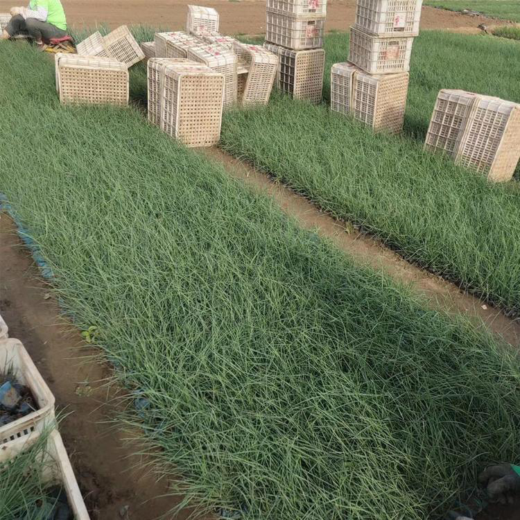 粉黛乱子草青州基地 基地供应粉黛乱子草 夏杰花卉 定金发货