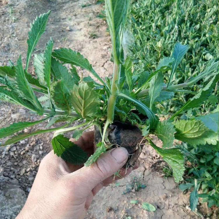 柳叶马鞭草基地 青州花卉出售马鞭草 夏杰花卉 基地常年批发