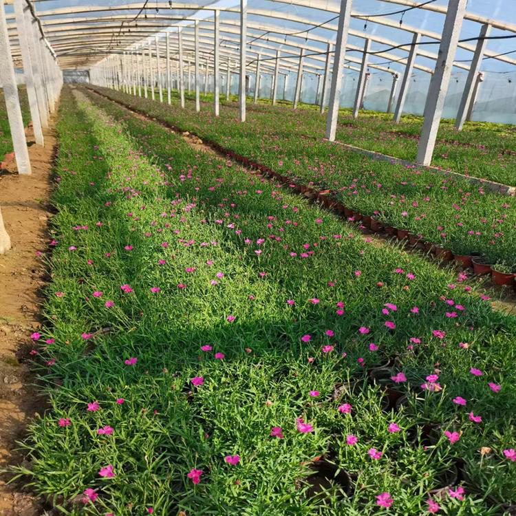 基地批发地被植物福禄考 花海新品种丛生福禄考幼苗 夏杰花卉 货到付款