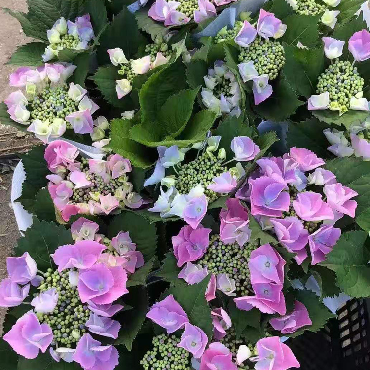 八仙花批发价格 八仙花供货商 夏杰花卉