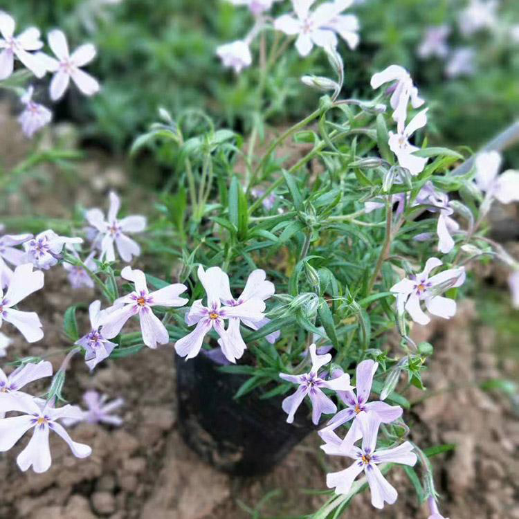 花海景观工程丛林福禄考 批发供应丛生福禄考 夏杰花卉 基地常年批发