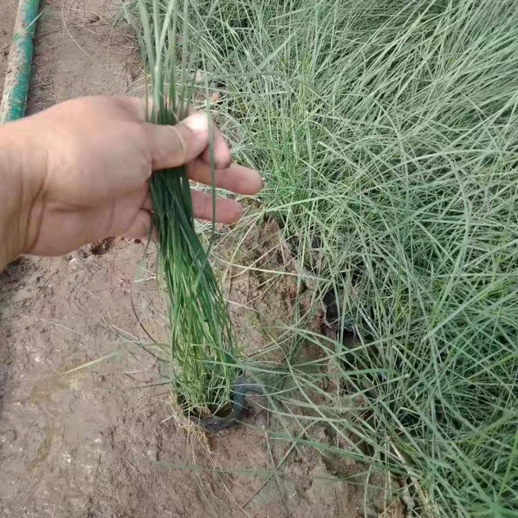 批发供应粉黛乱子草 多年生观赏粉黛乱子草 夏杰花卉 广场组摆设计施工