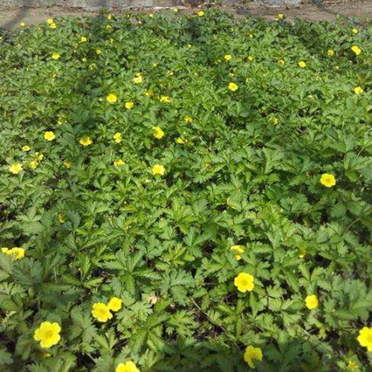 园林景观委陵菜 委陵菜花卉苗批发 夏杰花卉 基地种植