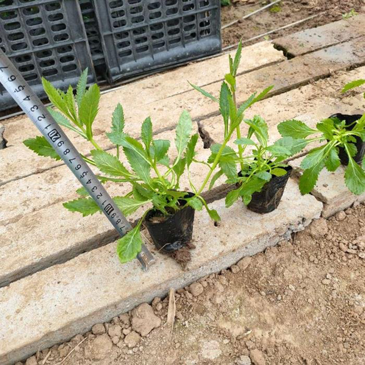 批发景观花卉马鞭草 观赏花卉马鞭草 夏杰花卉 无中间商