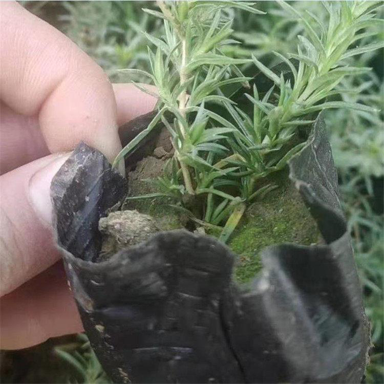 批发供应芝樱盆栽苗 大量供应丛生福禄考芝樱 夏杰花卉 基地常年批发