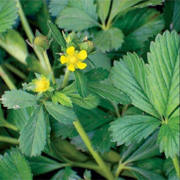 青州基地批发委陵菜 护坡观赏委陵菜 夏杰花卉 货到付款