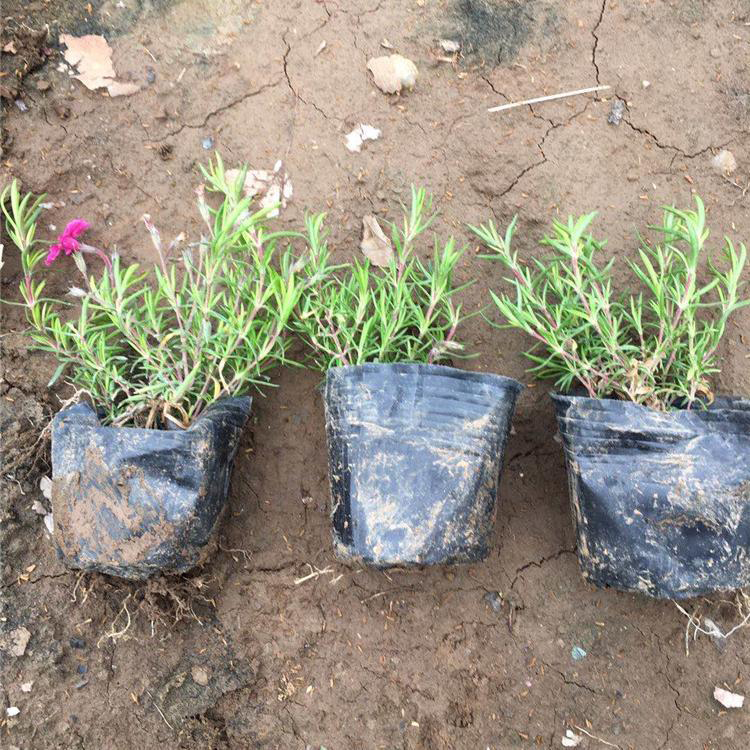 批发供应芝樱盆栽苗 宿根花卉芝樱批发 夏杰花卉 基地常年批发
