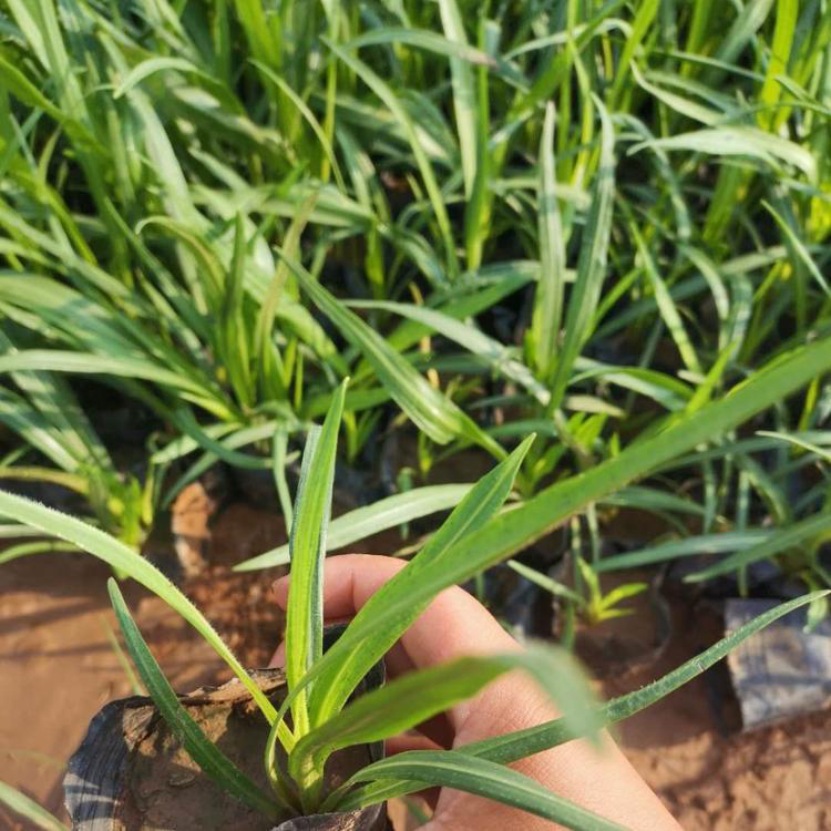 耐寒花卉蛇鞭菊 地被多年生蛇鞭菊 夏杰花卉 无中间商