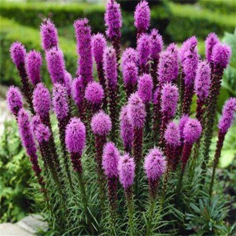 批发宿根花卉蛇鞭菊小苗 蛇鞭菊青州基地 夏杰花卉 货到付款