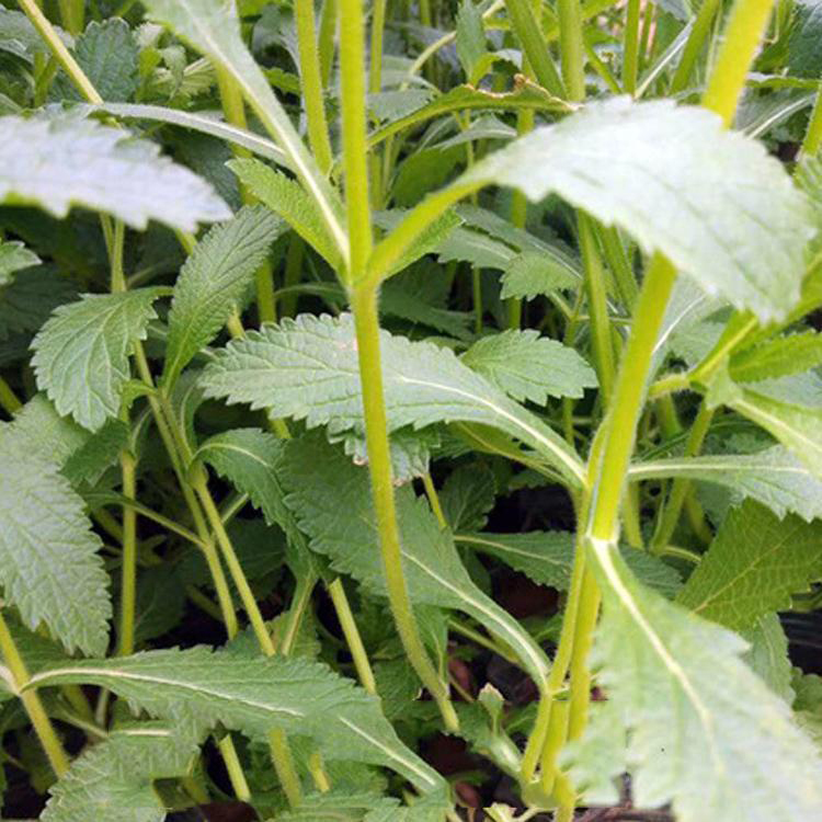 花期长的柳叶马鞭草小苗 柳叶马鞭草花苗价格 夏杰花卉 基地种植