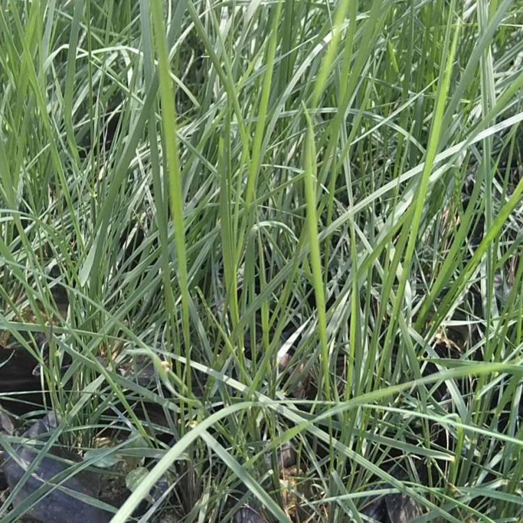 各规格粉黛乱子草 粉黛乱子草公园绿化用苗 夏杰花卉 定金发货