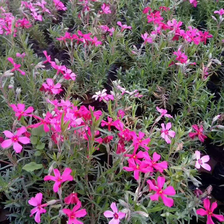 花海景观工程丛林福禄考 供应宿根福禄考 夏杰花卉 定金发货
