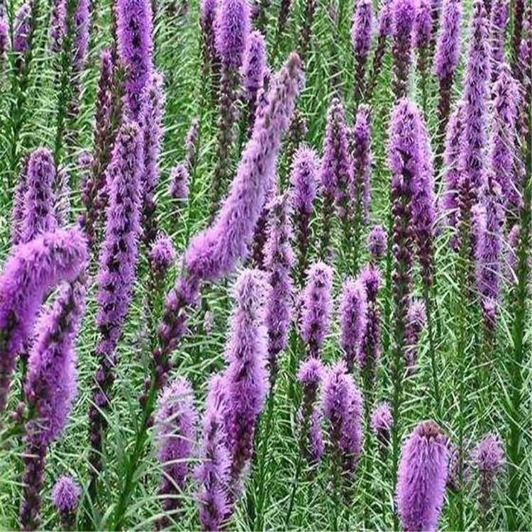 多年生草本观赏植物蛇鞭菊 蛇鞭菊适应能力强 夏杰花卉 节日草花