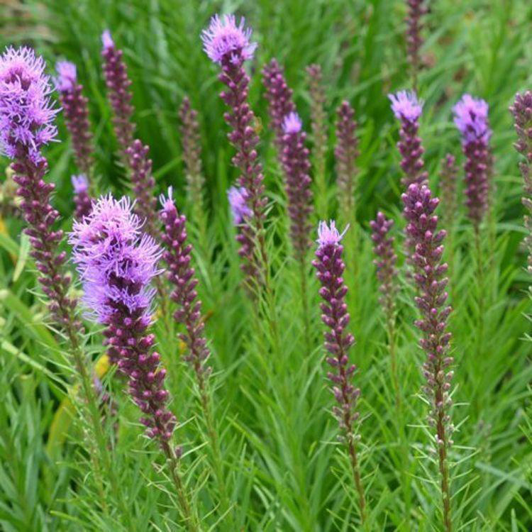 基地蛇鞭菊批发价格 多年生草本植物蛇鞭菊 夏杰花卉 大量供应