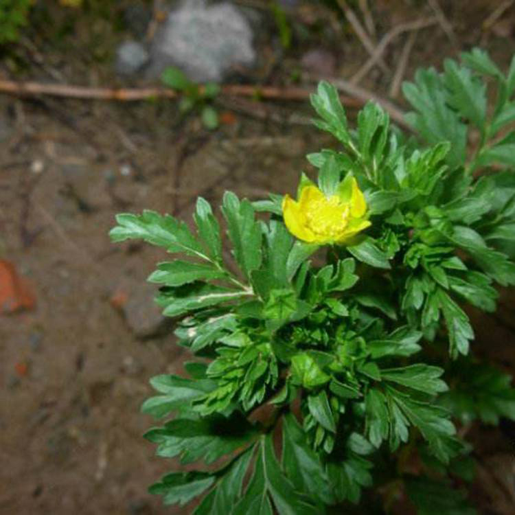 大量供应三叶委陵菜 青州花卉批发委陵菜 夏杰花卉 货到付款
