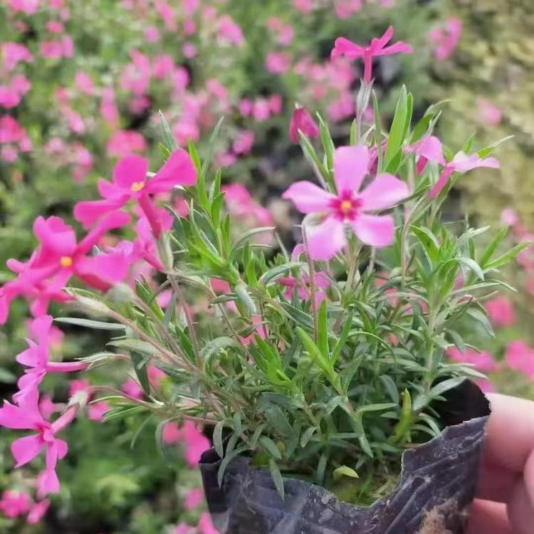 基地宿根福禄考直供 丛生福禄考山东基地 夏杰花卉 定金发货