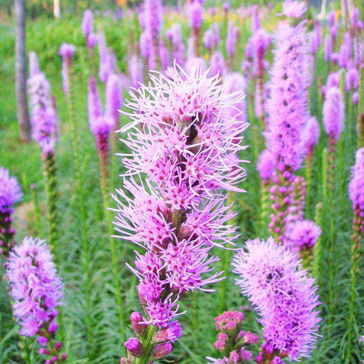 宿根耐寒蛇鞭菊 耐寒地被宿根花卉蛇鞭菊 夏杰花卉 基地种植
