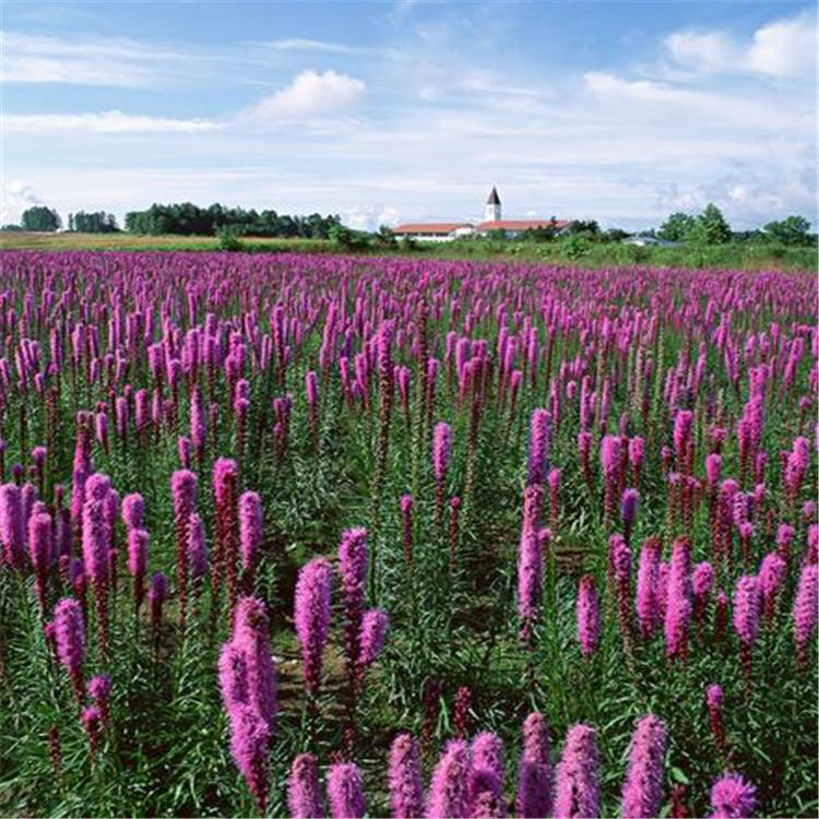 多年生蛇鞭菊苗 蛇鞭菊批发价格 夏杰花卉 定金发货