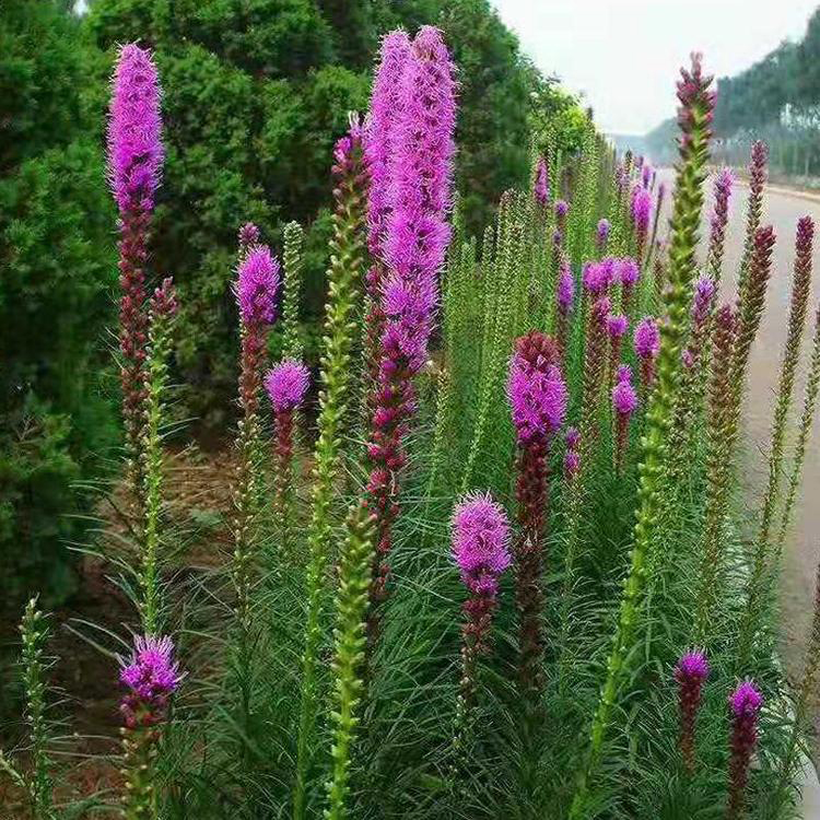 基地蛇鞭菊批发价格 蛇鞭菊青州基地 夏杰花卉 大量供应