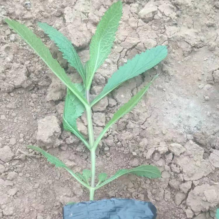 道路绿化用苗马鞭草 盆栽柳叶马鞭草基地 夏杰花卉 定金发货