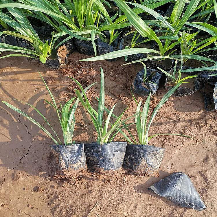 株型好的蛇鞭菊 花海绿化工程蛇鞭菊 夏杰花卉 绿化花木