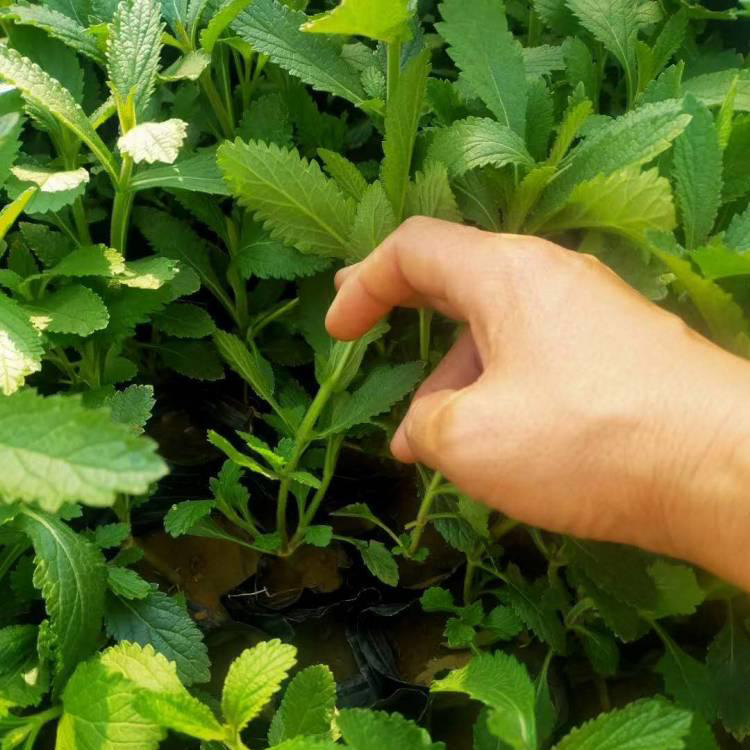 现苗供应马鞭草 青州批发柳叶马鞭草 夏杰花卉 绿化花木