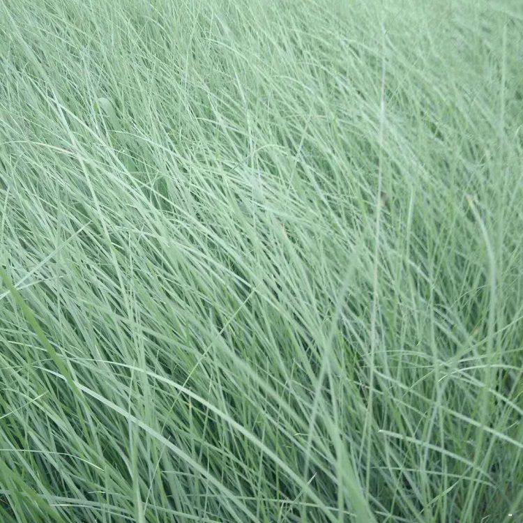 观赏草花粉黛乱子草 大量出售粉黛乱子草 夏杰花卉 无中间商
